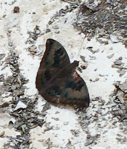 Common Baron
