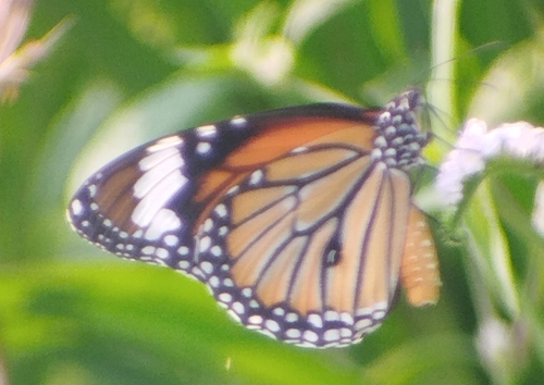 Common Tiger Butterfly