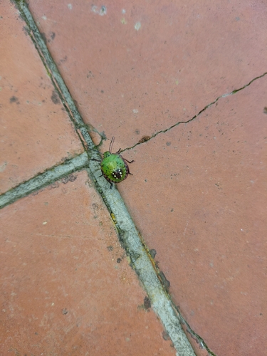 Southern Green Stink Bug