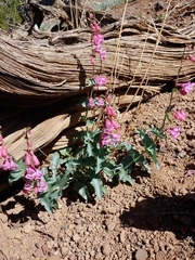 Penstemon clutei