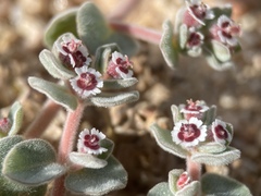 Euphorbia vallis-mortae
