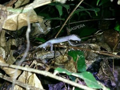 Cyrtodactylus marmoratus