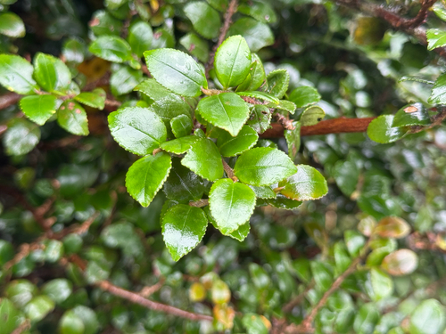 Eurya crenatifolia observed 2026-10-10
