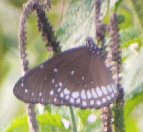 Common Crow