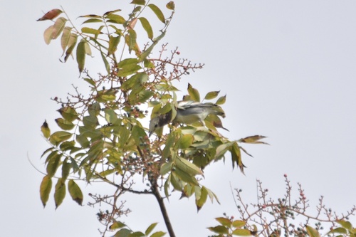 Chestnut-cheeked Starling