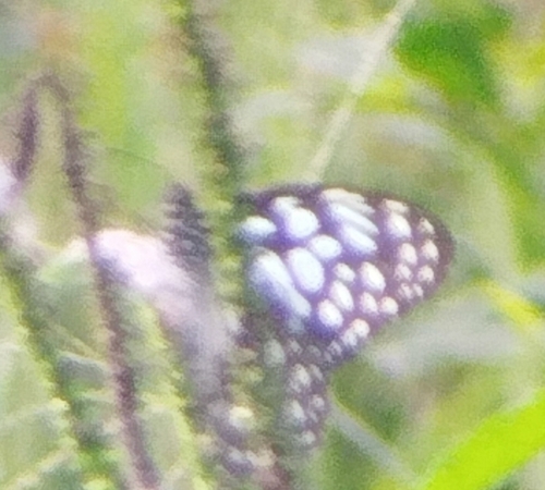 Blue Tiger