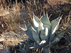 Agave cerulata subcerulata