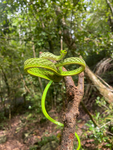 Long-nosed Whipsnake