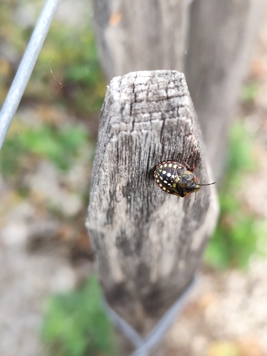 Southern Green Stink Bug