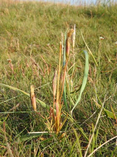 Gentianopsis detonsa observed 2026-08-19