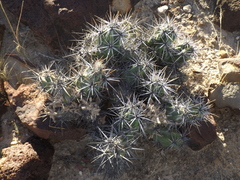 Corynopuntia invicta