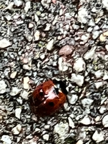Seven-spotted Lady Beetle