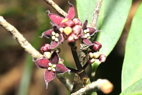 Aucuba chinensis observed 2026-09-30