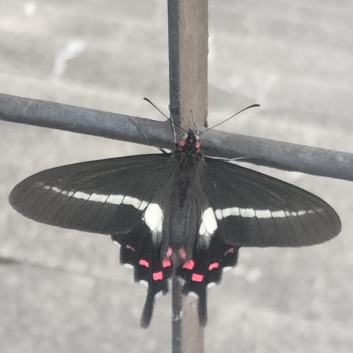 Parides proneus