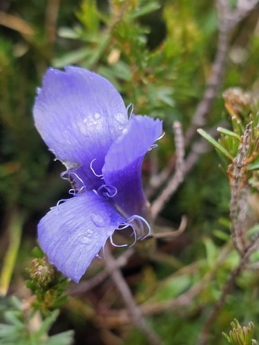 Fringe-flowered Gentian