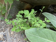Solanum sarrachoides