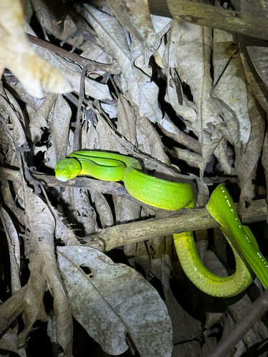 Morelia viridis observed 2026-10-11