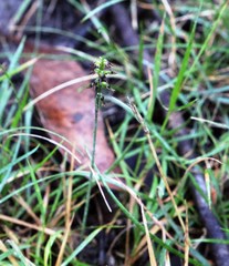 Genoplesium despectans
