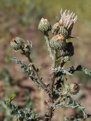 Cirsium cymosum