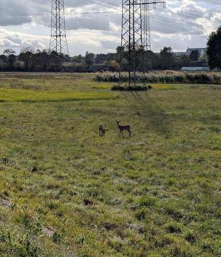 Western Roe Deer