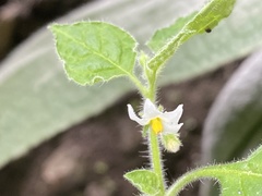 Solanum sarrachoides