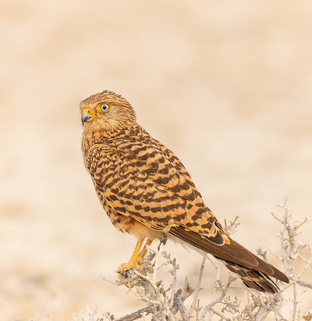 Greater Kestrel