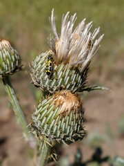 Cirsium cymosum