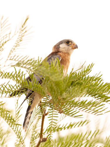 iNaturalist image
