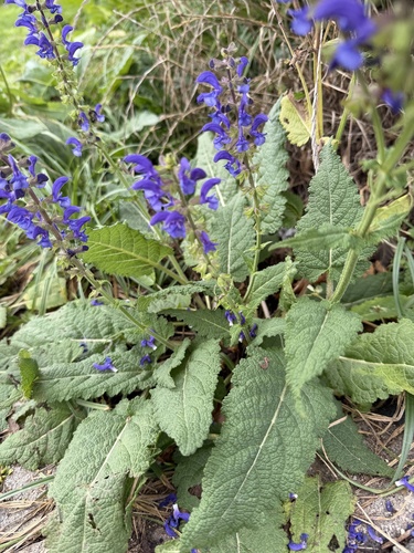 Meadow Sage