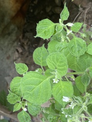 Solanum sarrachoides
