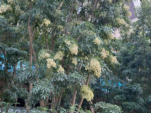 Fraxinus griffithii observed 2026-10-11