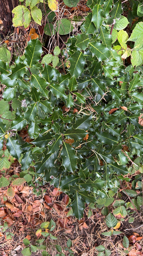 European holly