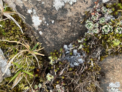 Peltigera rufescens observed 2026-10-10