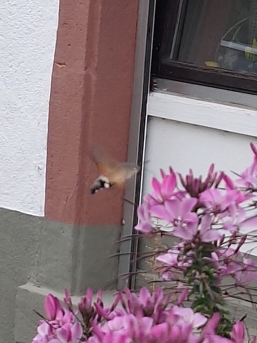 Eurasian Hummingbird Hawkmoth
