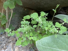 Solanum sarrachoides