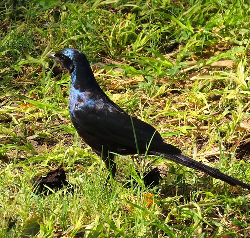 iNaturalist image