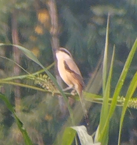 Long-tailed Shrike