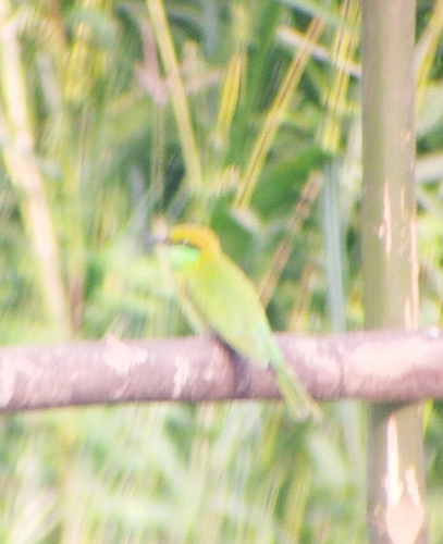 Asian Green Bee-eater