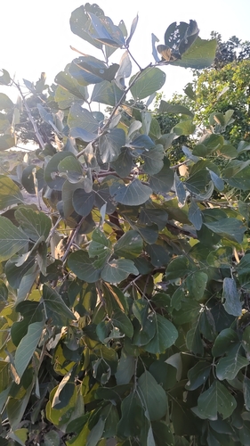Butea monosperma observed 2026-10-11