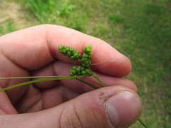 Carex caroliniana