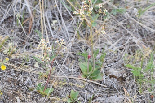 Micranthes reflexa (Micranthes reflexa)