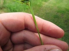 Carex caroliniana