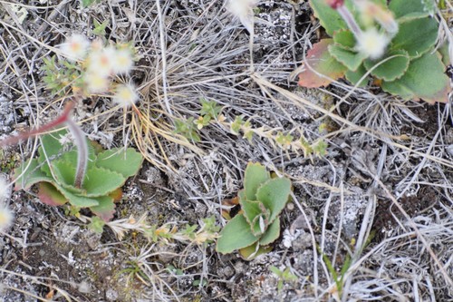 Image of Micranthes reflexa by (c) Syd Cannings, some rights reserved (CC BY)
