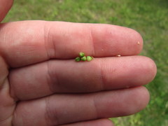 Carex caroliniana