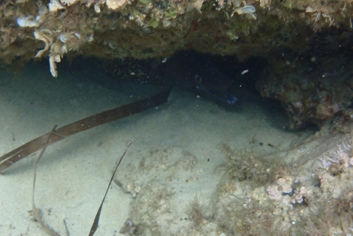 Mediterranean Moray
