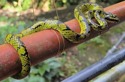 Sri Lankan Green Pit Viper
