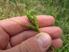 Carex caroliniana