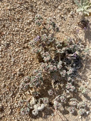 Euphorbia vallis-mortae