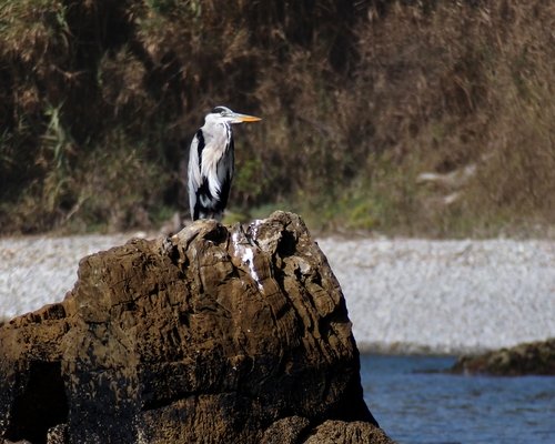Garza gris