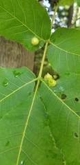 Phylloxera caryaefoliae